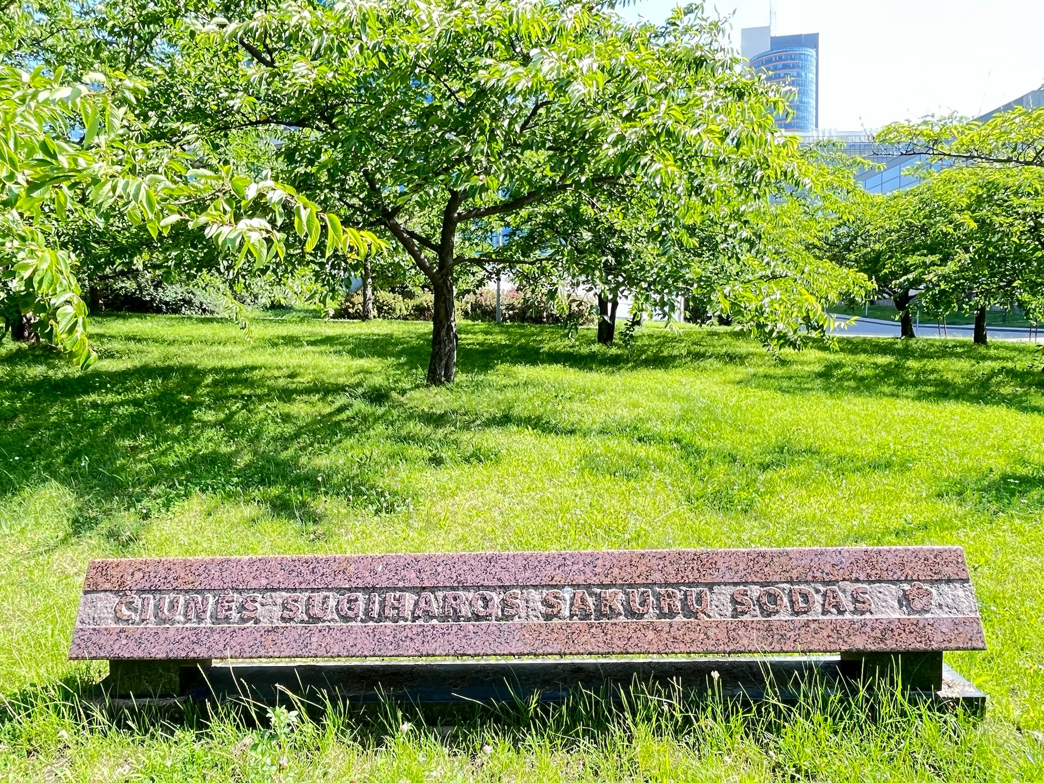ネリス川沿いにある命のビザで知られる外交官・杉原千畝を称える「杉原千畝桜公園」