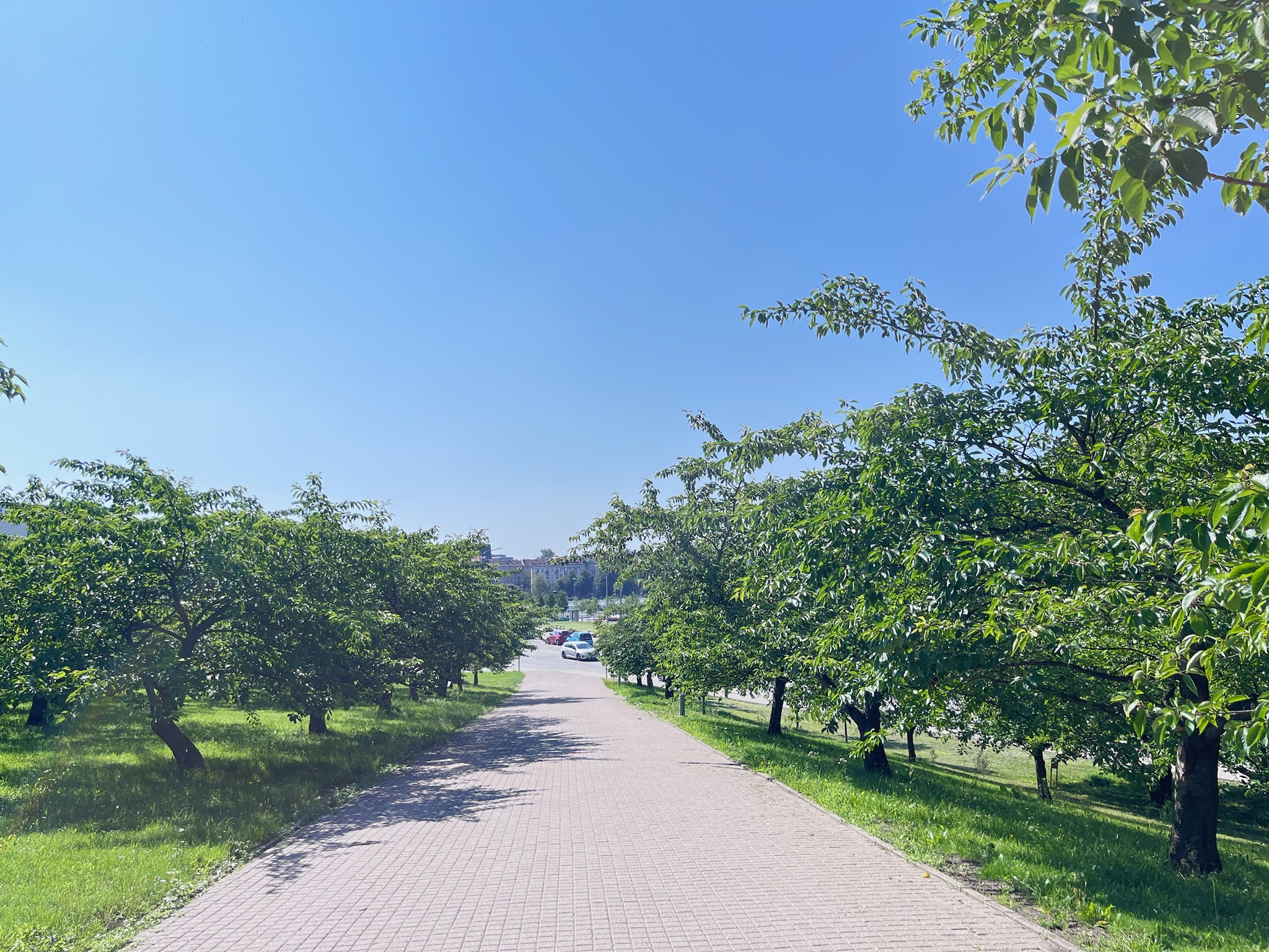 日本から寄贈された200本の桜並木が広がる杉原千畝桜公園の散歩道